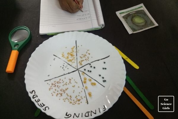 Comparing seeds nature study science activity for kids