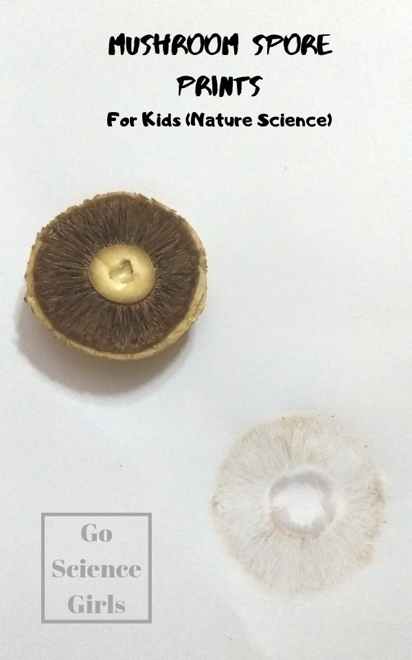 mushroom spore