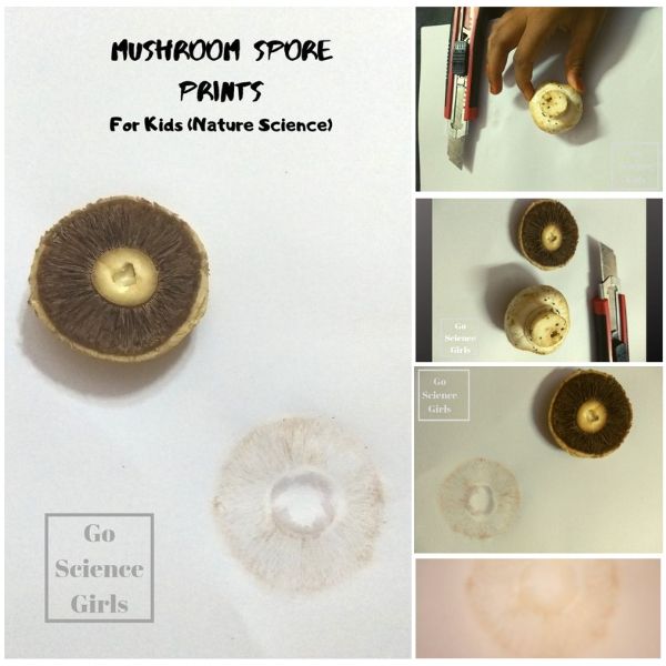 How to make a mushroom spore print
