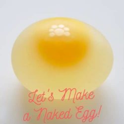 Naked Egg (Dissolving Egg Shell) Experiment