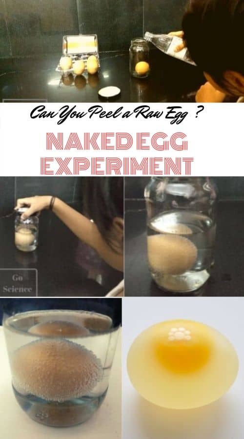 Naked Egg (dissolving egg shell) experiment