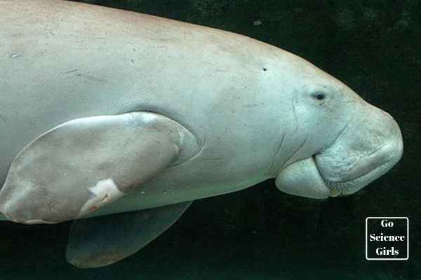 Dugong at the Sydney Aquarium