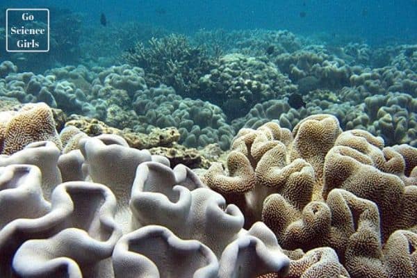 Great Barrier Reef