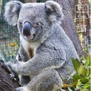 Koalas Port Douglas