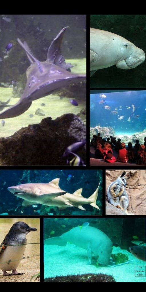 Sea Life Sydney Aquarium - Perfect Excursion for Kids - Go Science Girls