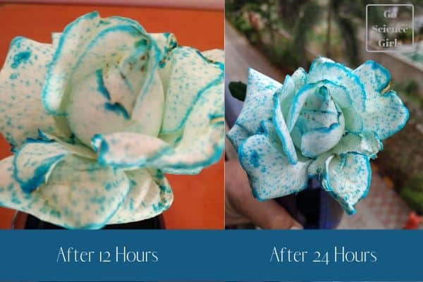 how-to-dye-flowers-with-food-coloring-canvas-mullet