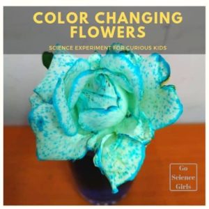 color changing flowers science experiment for kids