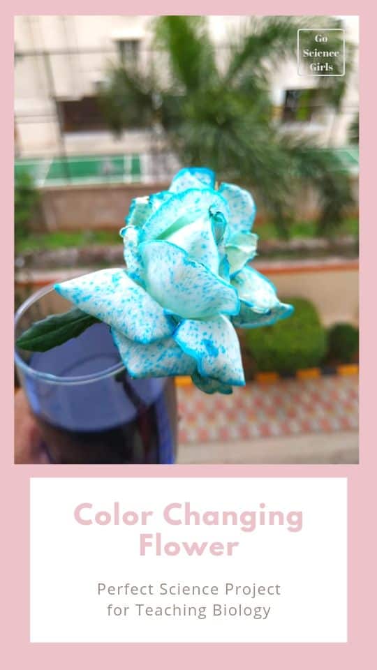 How To Change a Flower's Color