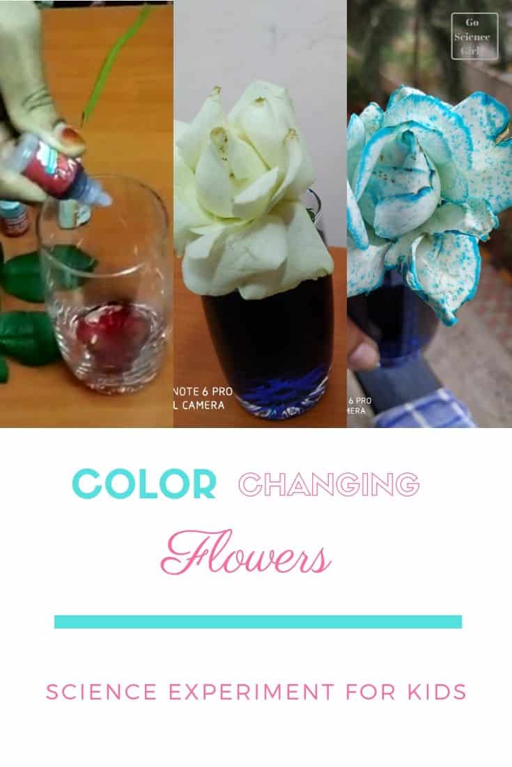 flowers change color in food coloring