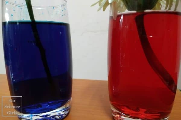 flowers stem submerged in food coloring - science experiment for kids