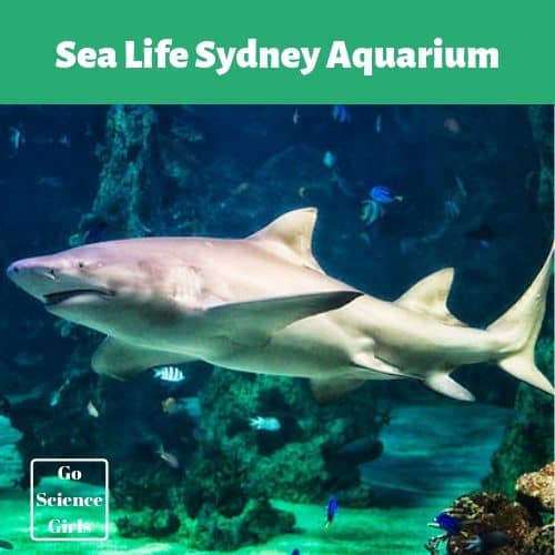 sea life sydney aquarium
