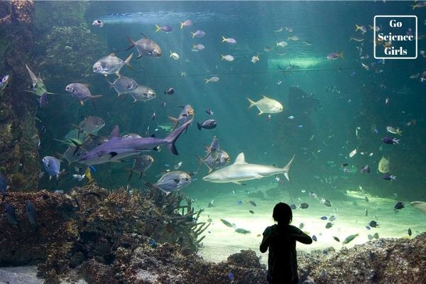 sealife sydney aquarium with kids
