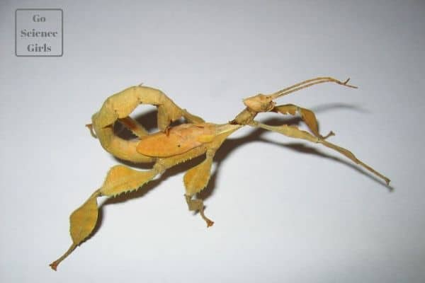 spiny leaf phasmids australian walking stick pet