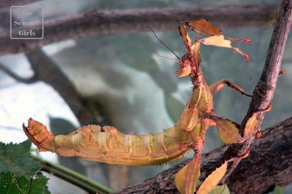 spiny leaf phasmids great pets for kids