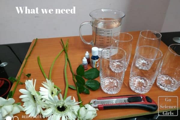 what we need for color canging flowers experiment for kids