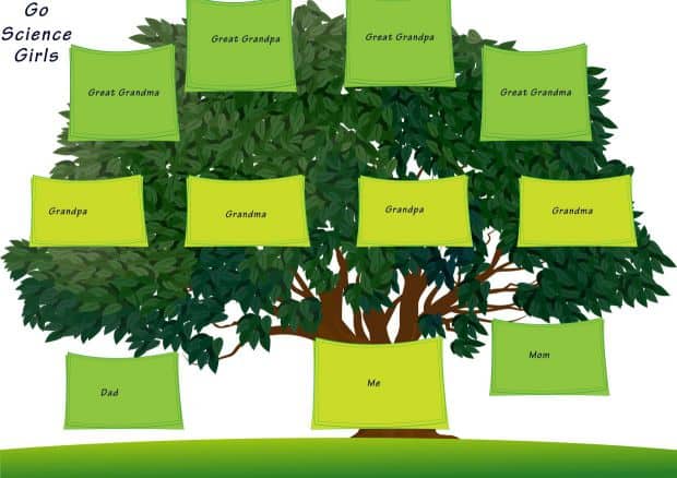 4 Generation Family Tree Template – Free Family Tree Templates