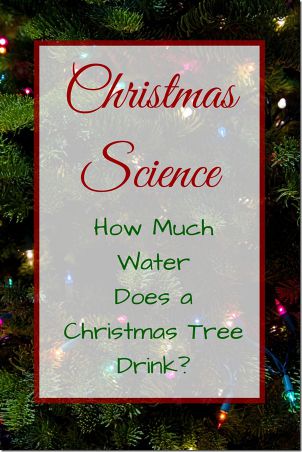 Christmas tree drinking water?