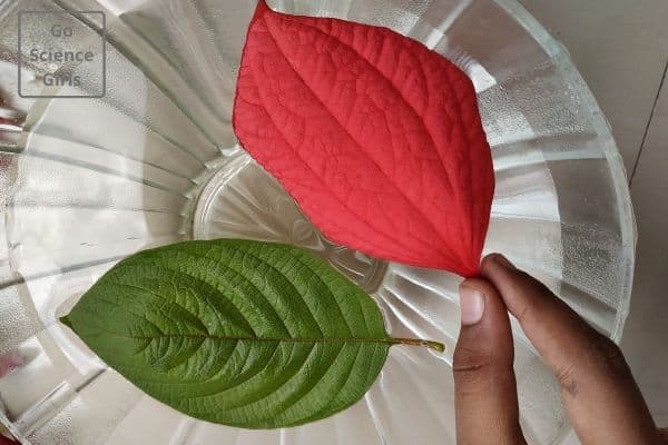 drop leaves in water respiration of plants science experiments