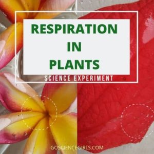 respiration in plants science activity