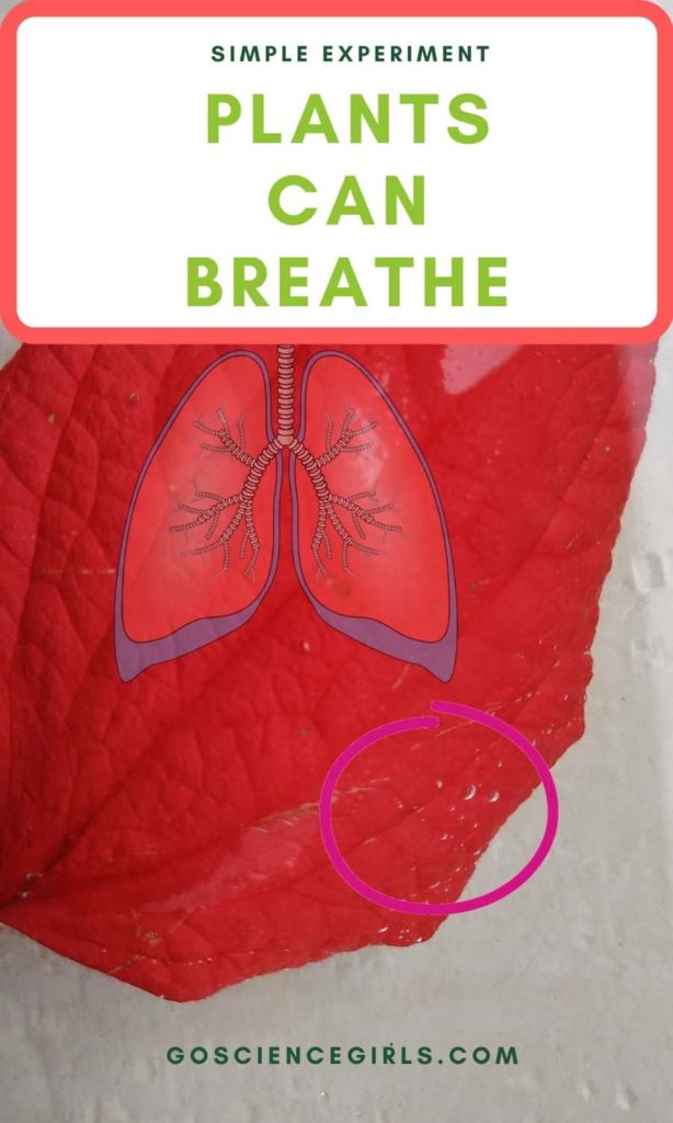 respiration of plants plants can breath experiment