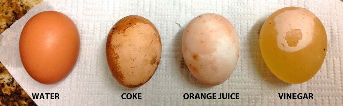 science fair experiments using eggs