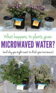 Measure the impact of microwaved water on plants