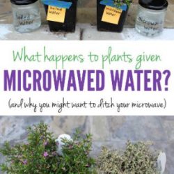 Microwave Water Plant Experiment – Science Fair Project