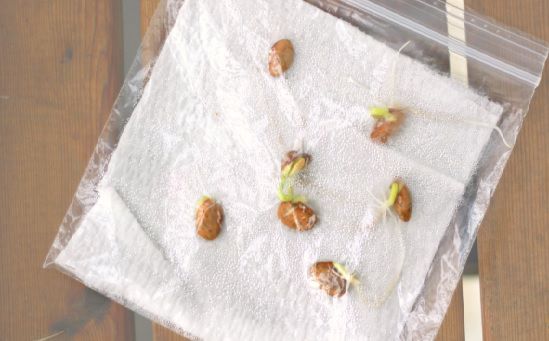Growing Beans in a Plastic Bag