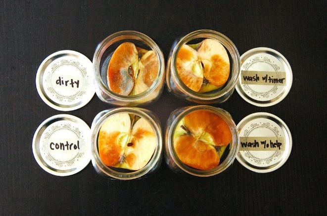 Growing germs in apple - experiment