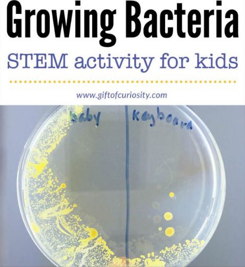 Growing bacteria in a petri dish