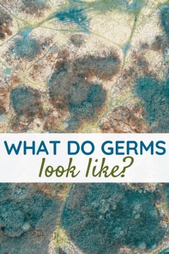 What do germs look like