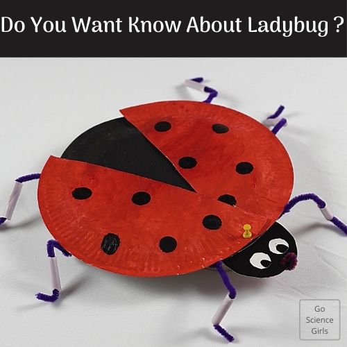 A ladybird cycle of life BBC