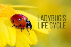 LadyBug's Life Cycle
