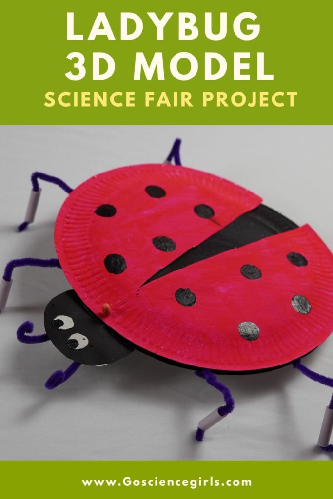 Ladybug 3d Model Science Fair project