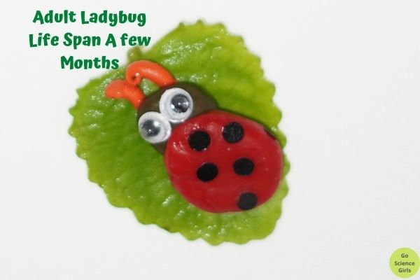 Adult Ladybug