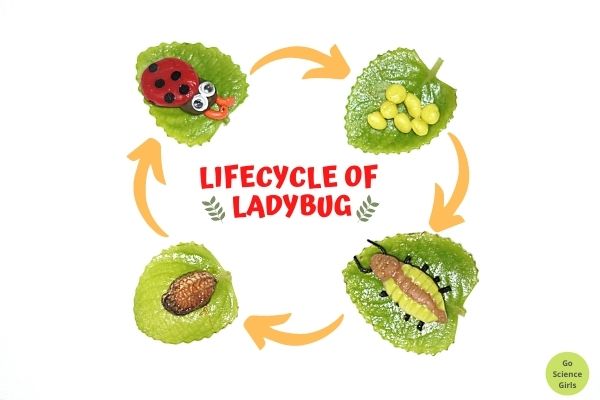 Lifecycle of Ladybug