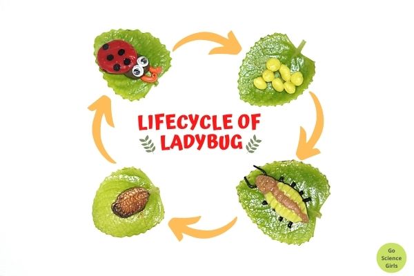 Ladybug Science, Life Cycle & Science Project Activities