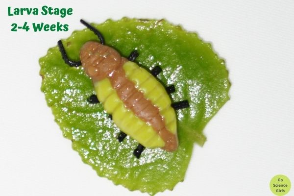 Ladybug Larva stage