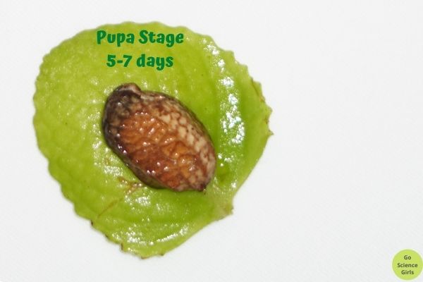 Ladybug Pupa stage