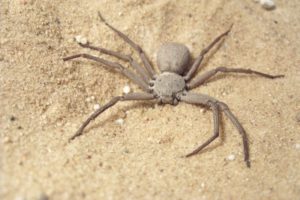 Sicarius-Six-Eyed-Spider
