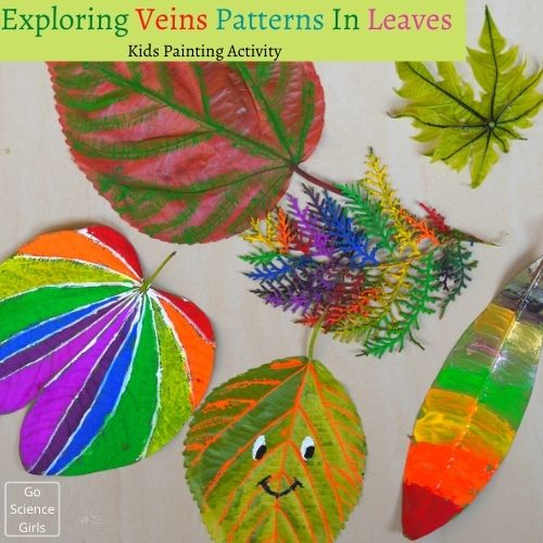 Exploring Veins Patterns In Leaves