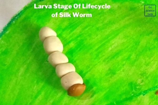 Larva Stage Of 3D Model Silk Worm