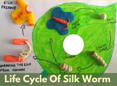 Life Cycle Of Silk Worm