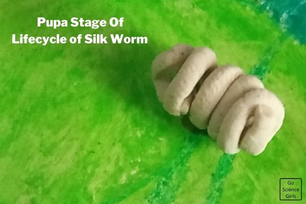 Pupa Stage Of 3D Model SilkWorm
