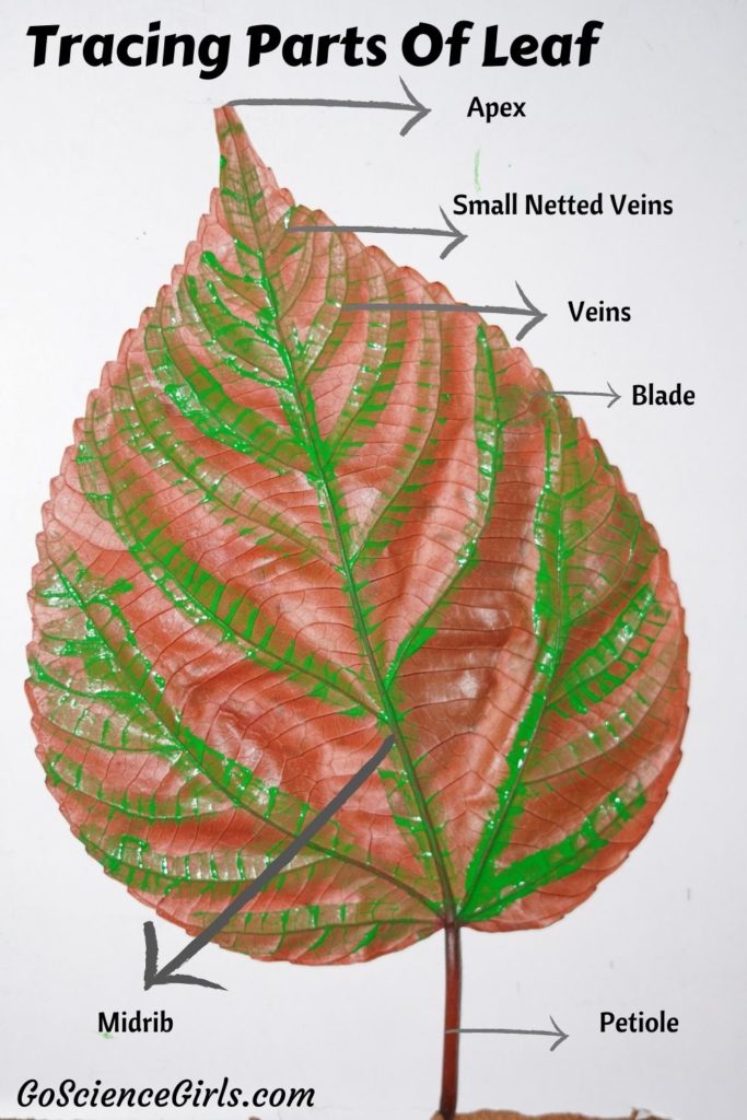 Tracing Parts Of Leaf