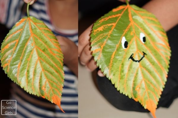 Veins Coloring Activity For Kids