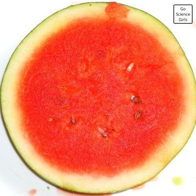 Cut Watermelon into Circular Shape