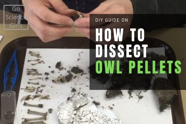 owl pellets bones