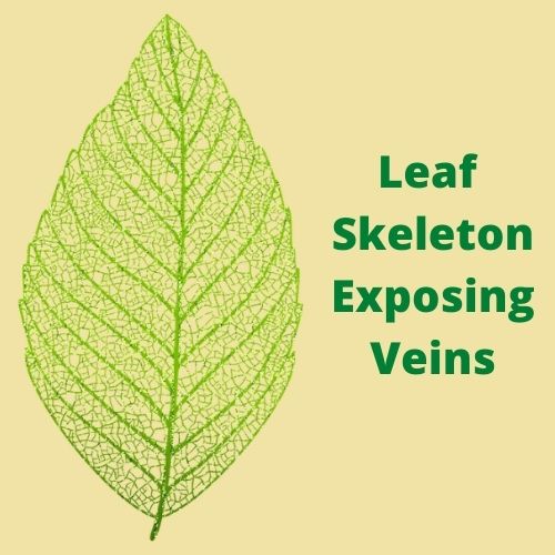 Leaf Skeleton Exposing Veins