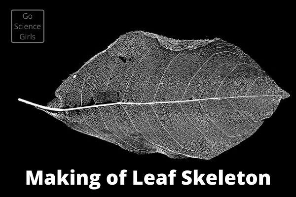 Making of Leaf Skeleton